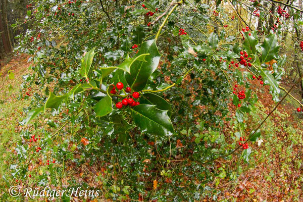 Ilex aquifolium (Europäische Stechpalme), 2.11.2019