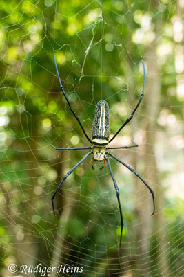 Nephila pilipes (Seidenspinne)