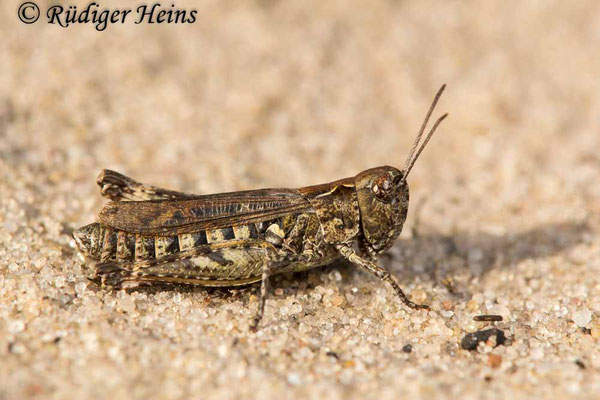 Myrmeleotettix maculatus (Gefleckte Keulenschrecke) Weibchen, 12.10.2017