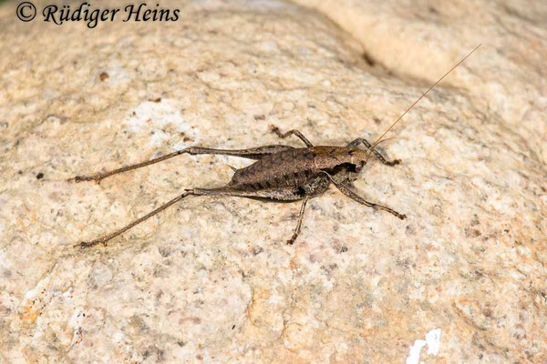 Pholidoptera griseoaptera (Gemeine Strauchschrecke) Weibchen, 18.10.2024
