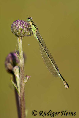 Ischnura elegans (Große Pechlibelle) Weibchen, 9.7.2011