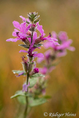 Lythrum salicaria (Gewöhnlicher Blutweiderich), 8.9.2022