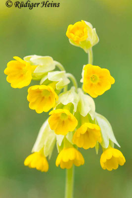 Primula veris (Echte Schlüsselblume), 4.5.2013