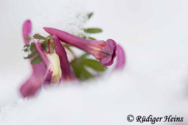 Corydalis solida (Gefingerter Lerchensporn), 6.4.2021