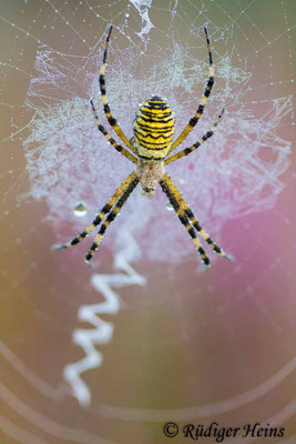 Argiope bruennichi (Zebraspinne, Wespenspinne)
