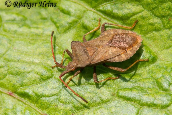 Coreus marginatus (Lederwanze), 15.6.2019