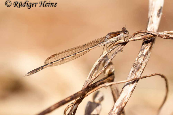 Sympecma fusca (Gemeine Winterlibelle) Männchen am Gewässerrand, 9.4.2020