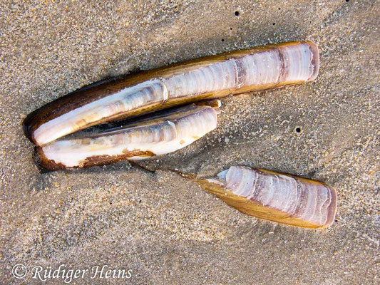 Ensis sp. (Schwertmuschel)