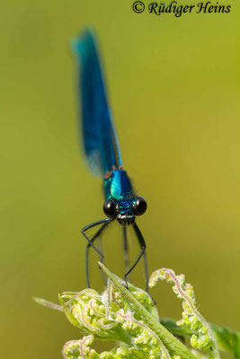 Calopteryx splendens (Gebänderte Prachtlibelle) Habitat in Südfrankreich, 21.6.201720.7.2014