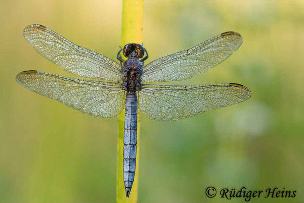 Orthetrum coerulescens (Kleiner Blaupfeil) Männchen, 20.8.2023