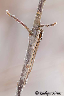 Ein Männchen mit etwas Raureif, 10.1.2024 - Makroobjektiv 180mm f/3.5