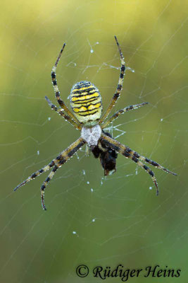 Argiope bruennichi (Zebraspinne, Wespenspinne)