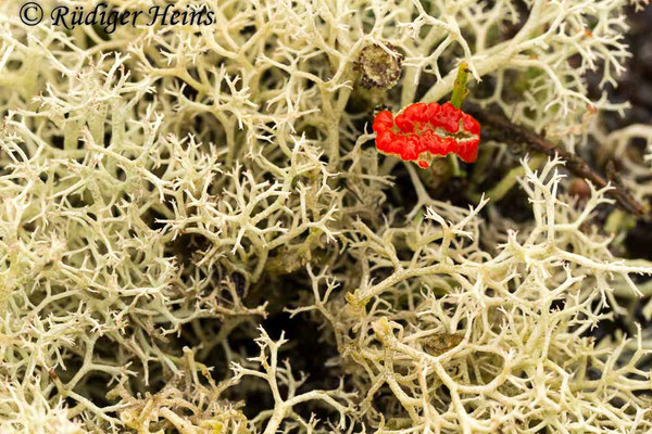 Cladonia sp., 4.1.2018