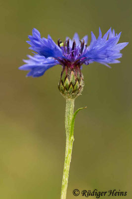 Centaurea cyanus (Kornblume), 11.6.2019