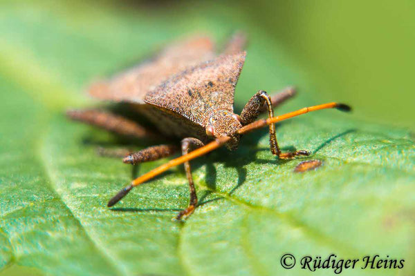 Coreus marginatus (Lederwanze), 7.8.2019