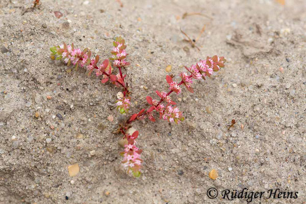 Illecebrum verticillatum (Knorpelkraut), 6.7.2018