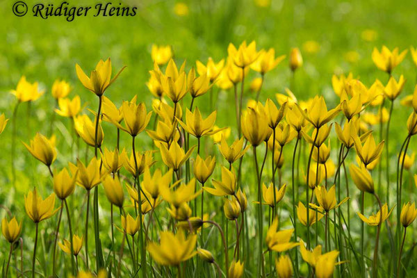 Tulipa sylvestris (Wilde Tulpe), 27.4.2024