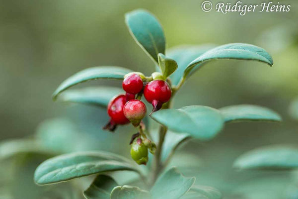 Preiselbeere (Vaccinium vitis-idaea) Beere, 6.10.2022 - Makroobjektiv 100mm f/2.8