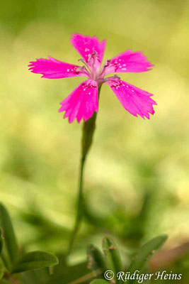 Dianthus deltoides (Heide-Nelke), 2.9.2017