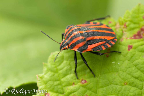 Graphosoma lineatum (Streifenwanze), 7.8.2019