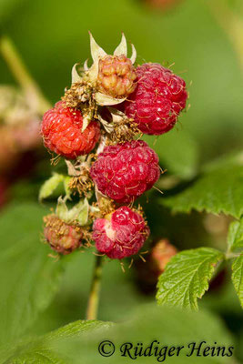 Rubus idaeus (Himbeere), 2.7.2018