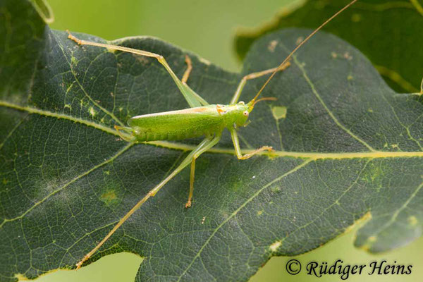 Meconema thalassinum (Gemeine Eichenschrecke) Männchen, 3.8.2019