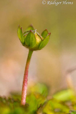 Potentilla reptans (Kriechendes Fingerkraut)