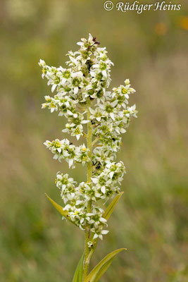 Veratrum album (Weißer Germer), 22.7.2006