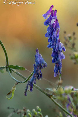 Vicia cracca (Vogel-Wicke)