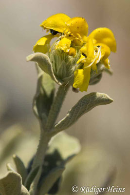 Phlomis fruticosa (Strauchiges Brandkraut), 23.5.2024