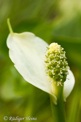 Calla palustris (Drachenwurz oder Sumpf-Calla), 10.7.2015