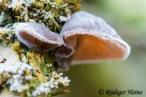 Auricularia auricula-judae (Judasohr), 21.12.2021