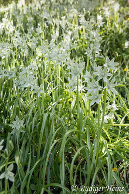 Ornithogalum nutans (Nickender Milchstern), 23.4.2021