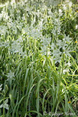 Ornithogalum nutans (Nickender Milchstern), 23.4.2021