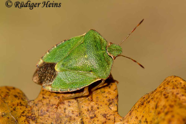 Palomena prasina (Grüne Stinkwanze)