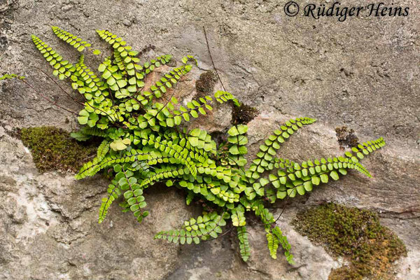 Asplenium trichomanes (Braunstieliger Streifenfarn), 30.6.2016