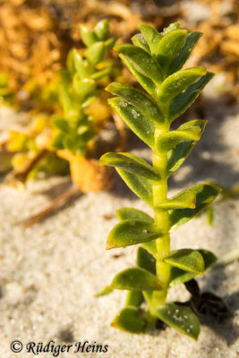 Honckenya peploides, Salzmiere