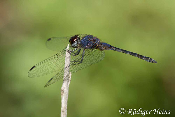 Trithemis festiva (Schwarzer Sonnenzeiger) Männchen, 27.10.2015