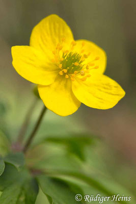 Anemone ranunculoides (Gelbes Windröschen), 11.4.2015