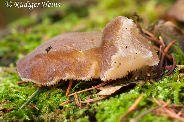 Pseudohydnum gelatinosum (Zitterzahn), 20.12.2015