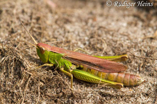 Chorthippus albomarginatus (Weißrandiger Grashüpfer) Weibchen, 19.9.2017