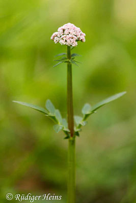 Valeriana dioica, Kleiner Baldrian