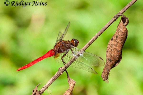 Orthetrum chrysis (Rotschwanz-Sumpflibelle) Männchen, 28.1.2018