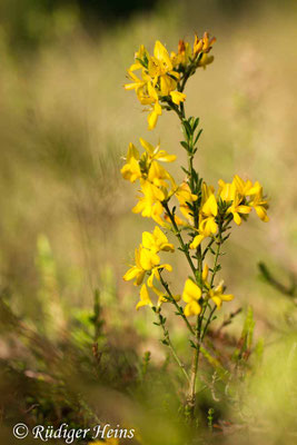 Genista anglica (Englischer Ginster)