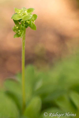 Adoxa moschatellina (Moschuskraut), 30.3.2014