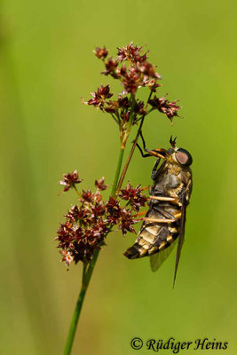 Tabanus sudeticus (Pferdebremse), 15.7.2018