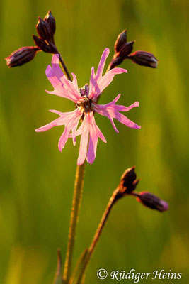 Lychnis flos-cuculi (Kuckucks-Lichtnelke), 27.5.2010