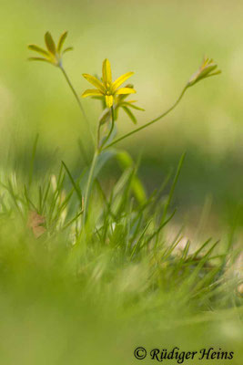 Gagea lutea (Wald-Gelbstern), 2.4.2016