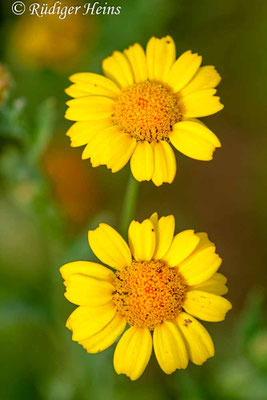 Glebionis segetum (Saat-Wucherblume)