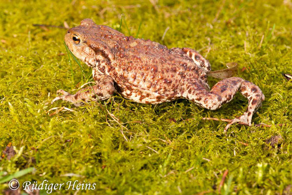 Bufo bufo (Erdkröte) Männchen, 28.3.2010